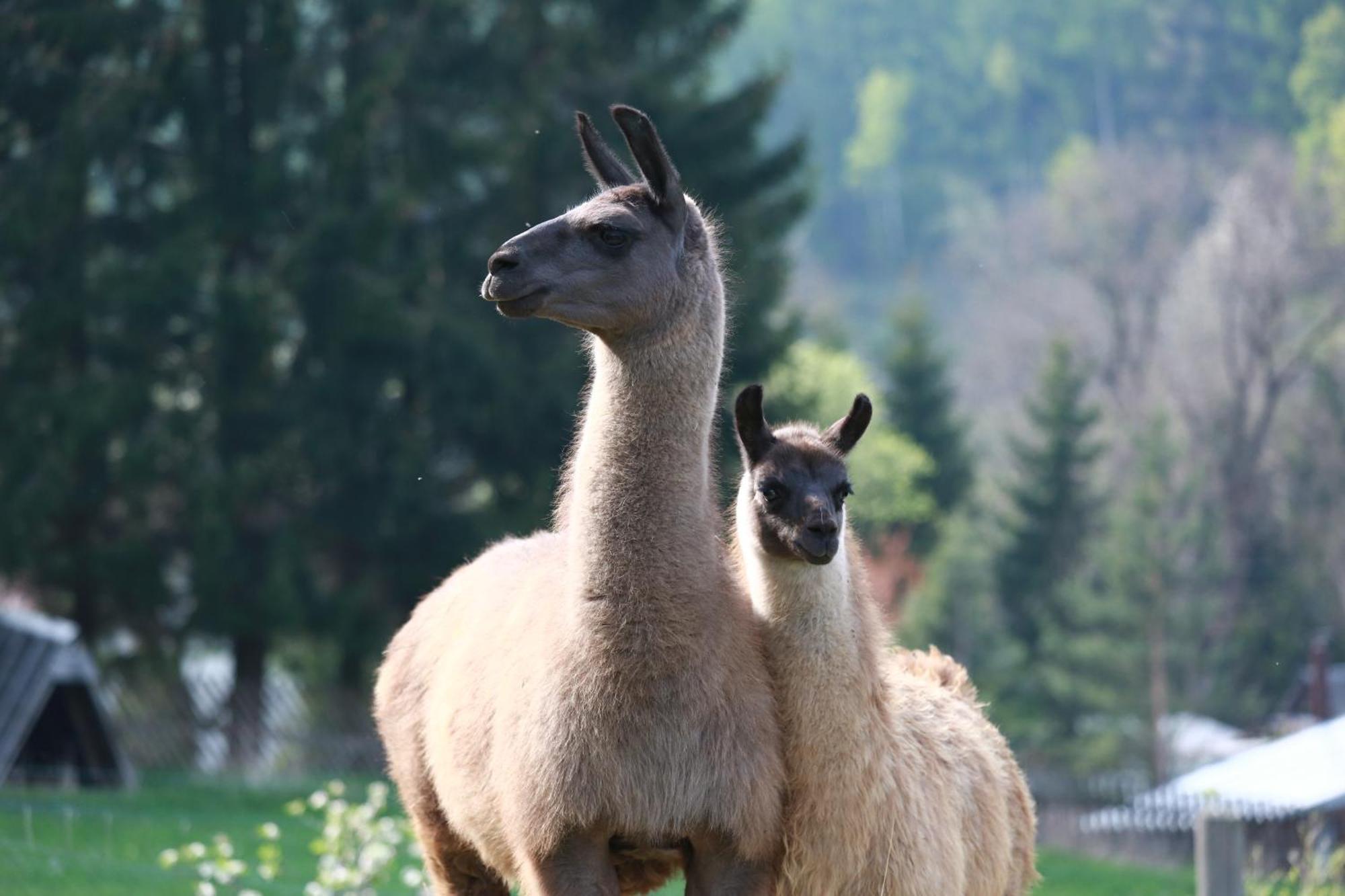 Faunapark Lipova-Lazne Dış mekan fotoğraf